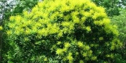 모감주 님이 그리워 퇴근길에 찾았네 아! 얼마나 반가운지 기쁨의 탄성이 절로 나네 황금빛 초록빛 그대는 정녕 선비로세 다만 우리가 그대 본받지 못함이 아쉬울 뿐 님이여 이제라도 그대를... 사무치게 사랑하리다! 